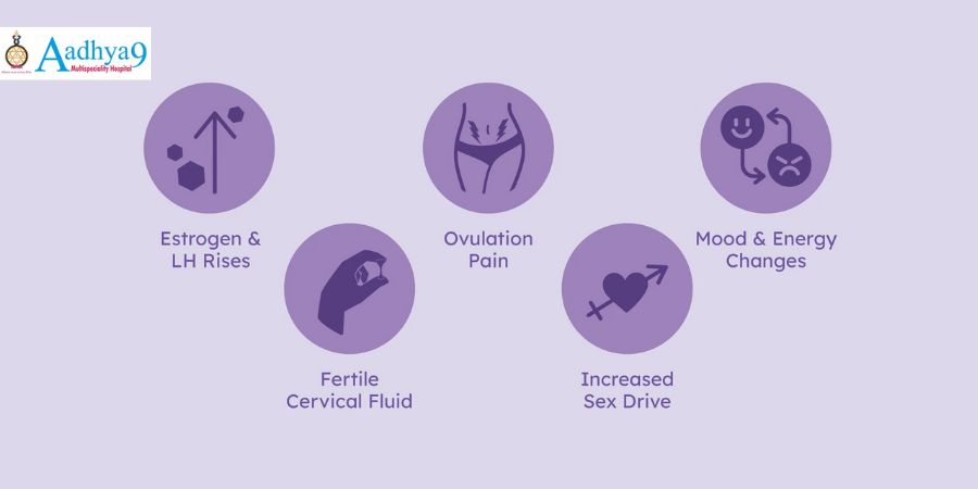 Why Does My Libido Completely Vanish Only During Ovulation, When It’s Supposed to Peak?